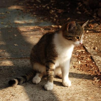 Прикрепленное изображение: cat_0113.jpg